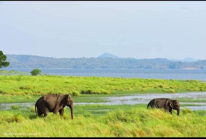 Arani Homestay Polonnaruwa Eksteriør billede